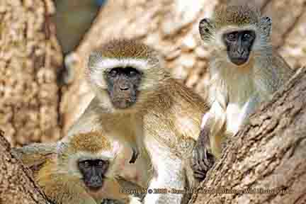 Vervet Monkeys in tree - Amboseli, Kenya